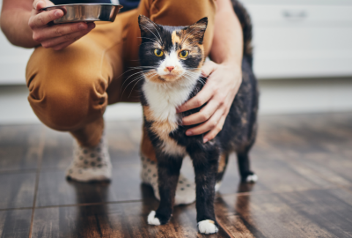 Educación vincular felina: acompañamiento profesional durante la alimentación para fortalecer el vínculo humano–gato