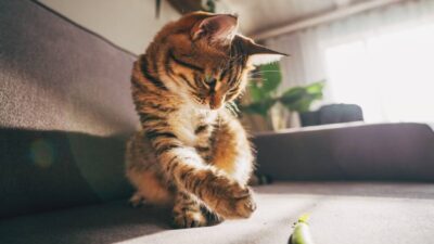 gato entretenido
