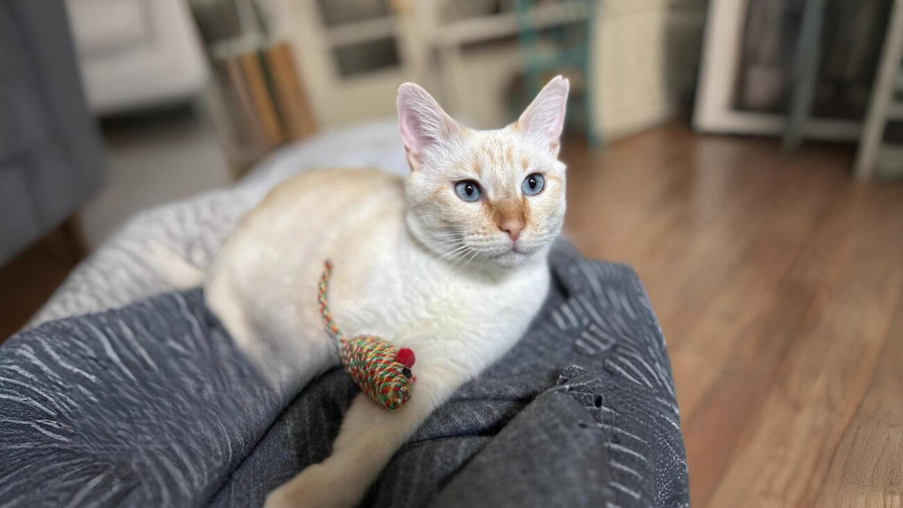 Clarice, gata rescatada que inició su proceso de presentación con dos gatas