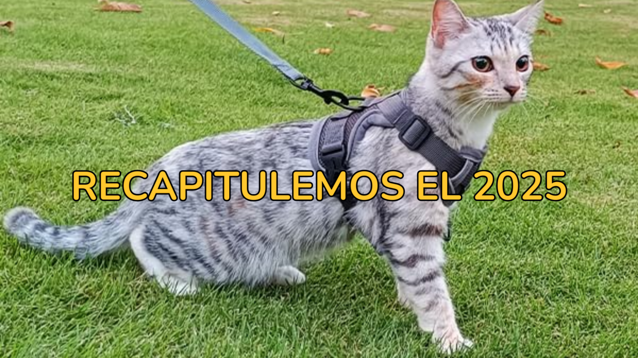 Gato con pechera en exterior como ejemplo de práctica no recomendable por imitación