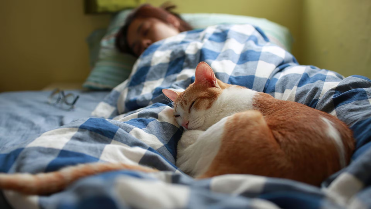 Gatos en la cama como espacio de seguridad cuando llegan visitas