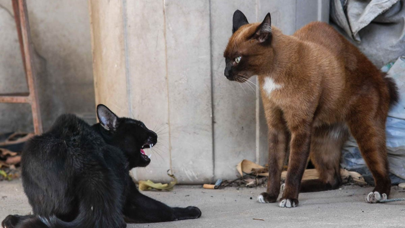 Agresividad entre gatos: dos gatos en postura tensa mostrando señales de conflicto
