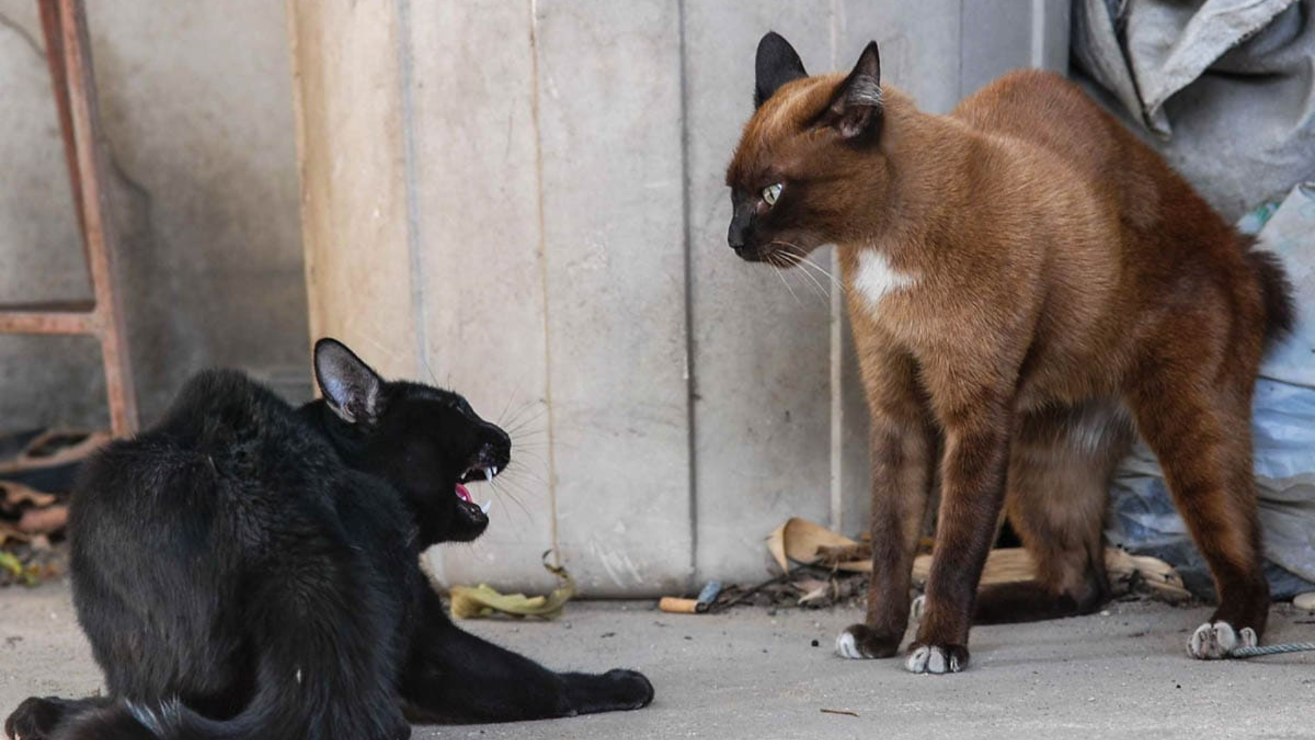 Agresividad entre gatos: dos gatos en postura tensa mostrando señales de conflicto