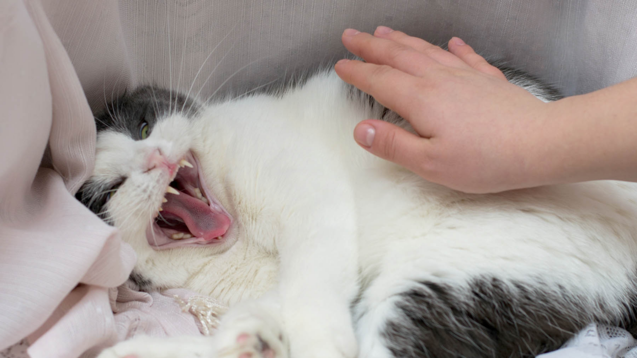 siseos en gatos significado comunicación defensiva felina
