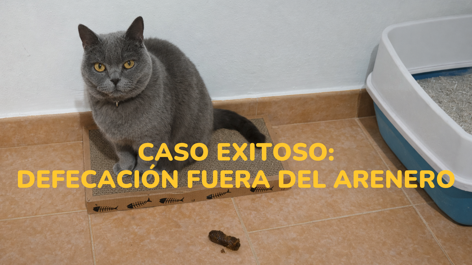 gato hace caca fuera del arenero caso Maggie