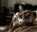 tristeza en gatos señales de malestar