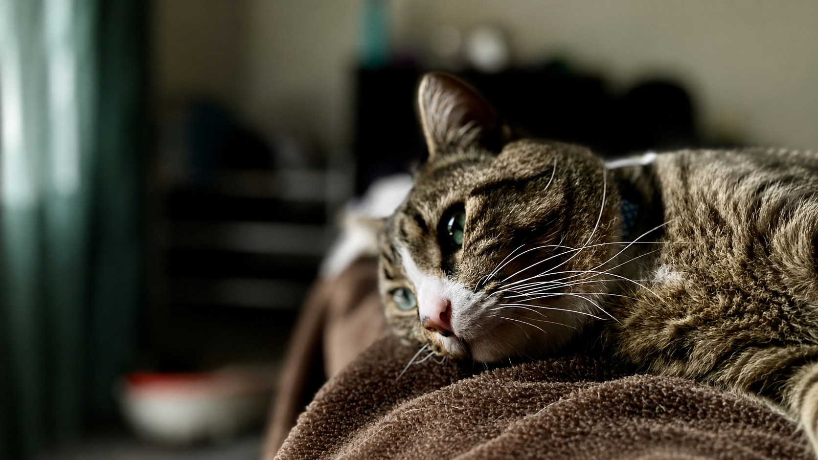 tristeza en gatos señales de malestar