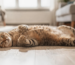Cómo saber si mi gato es feliz: gato relajado mostrando la barriga en casa